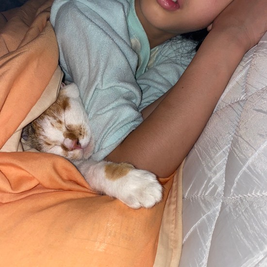 風邪をひいた時、お姉ちゃんの布団にもぐりこみました。あったかそう(Aさん提供)