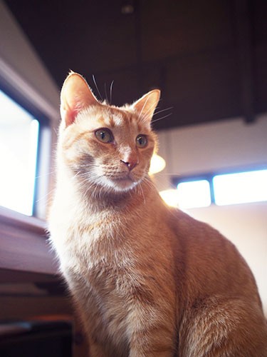 穏やかで優しく、面倒見のいいトラ