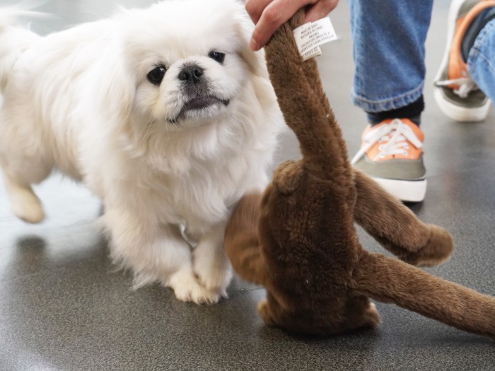 紐をくわえて引っ張る犬