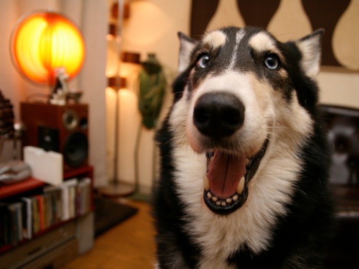 人でも犬でも誰にでもフレンドリーだった富士丸