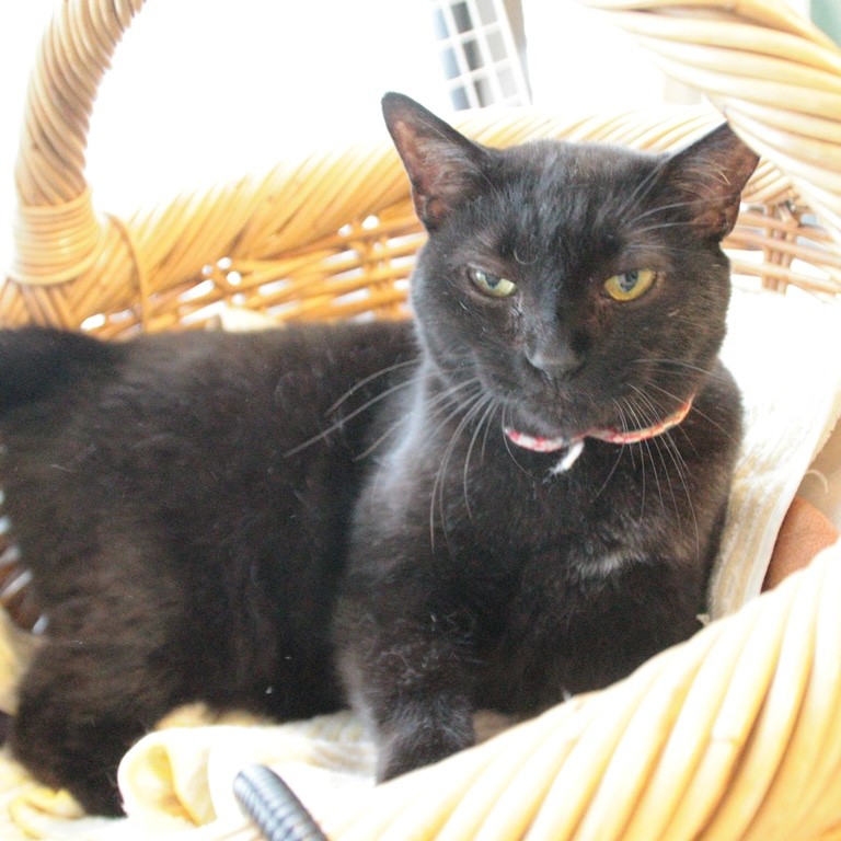 卒業生のシニアすももちゃんは小倉さんが引き取りました(猫の館ME提供)