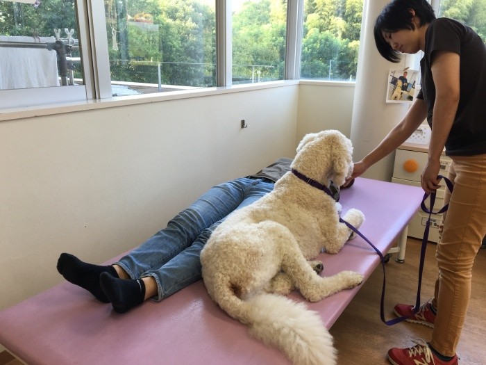 勤務犬としてのペアを組むハンドラーさんと訓練中のモリス。基本訓練の他、ベッドで寝ている患者さんの横に伏せる練習などを行う。病院での実地訓練前に訓練センターにて