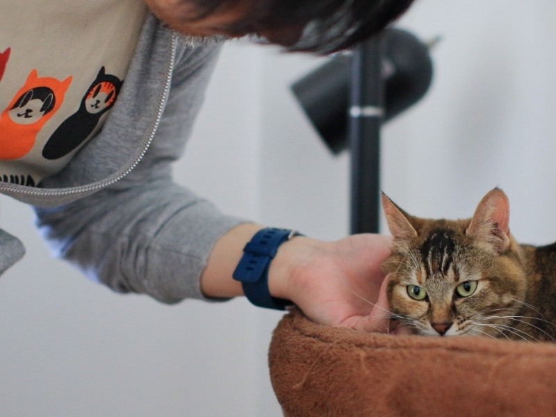 「パパいつも優しくしてくれてありがと、今日も猫Tね」