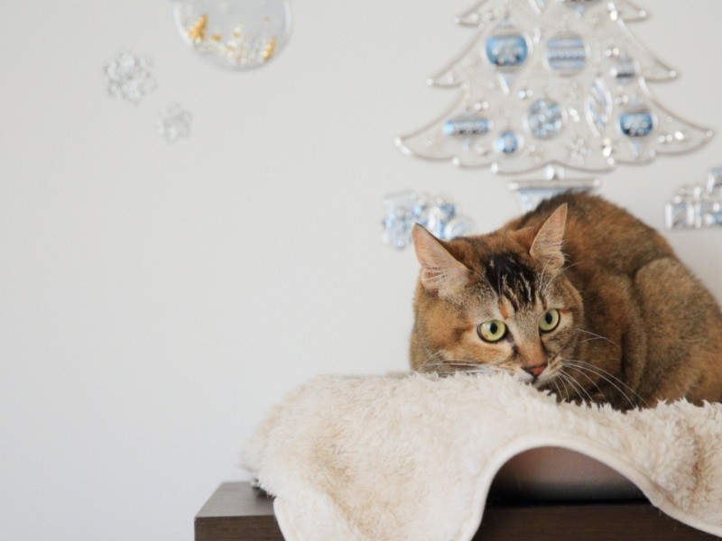 どんなときもまったり