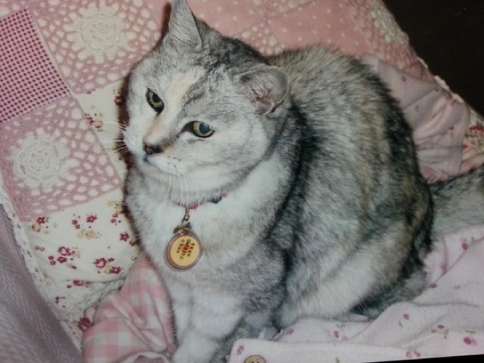 先代猫「ウンゴロ」はとても優しく、子守もした