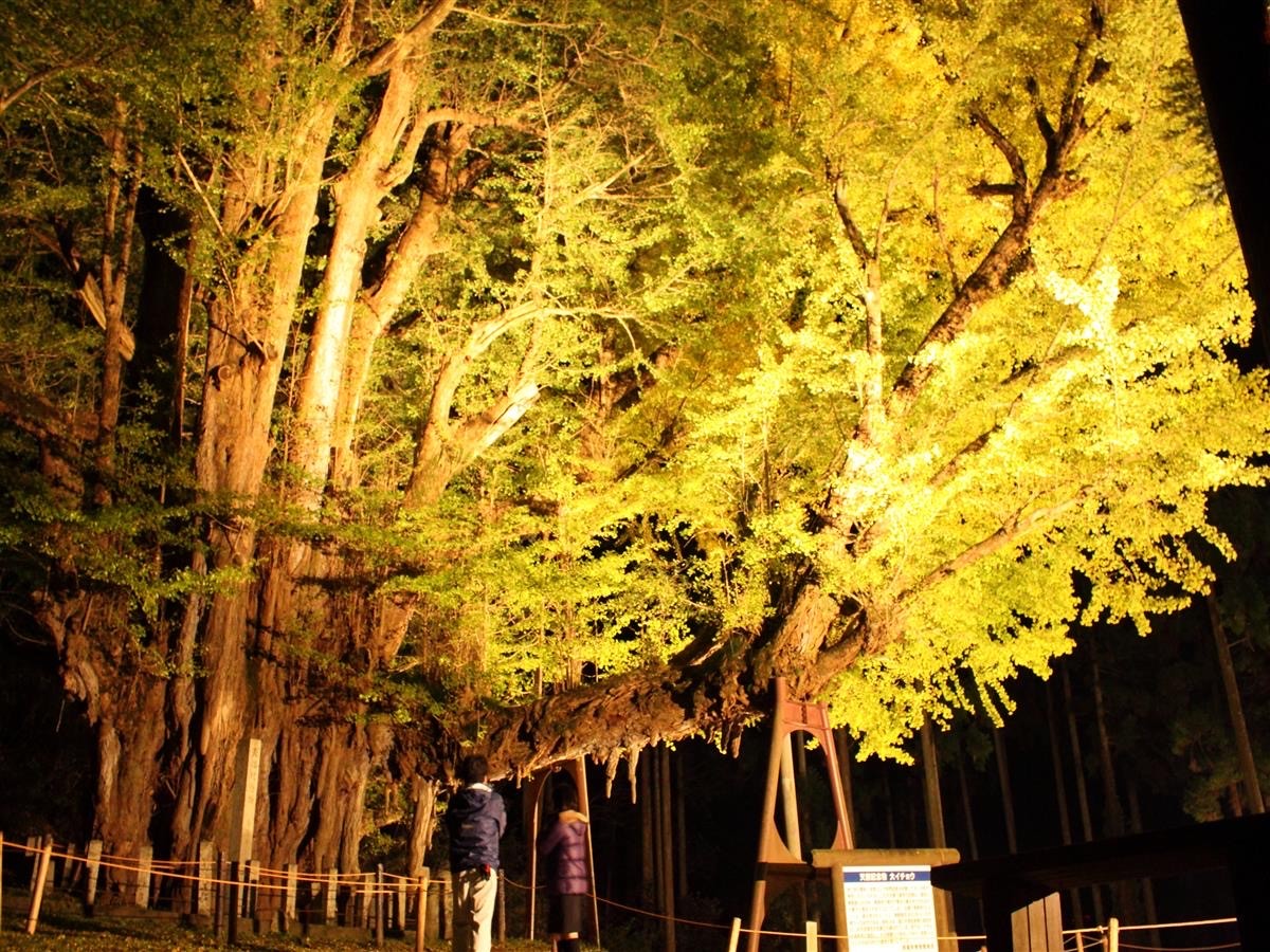 樹齢930年の大イチョウが見頃、20日からは夜間ライトアップも 岡山・奈義町
