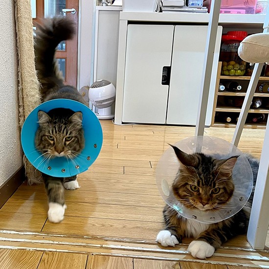 ボンボン(右)の去勢後に耳にぶつぶつができて診察。その日にタルトの定期健診も一緒に。タルトはシニアになってから3~4月に1度のペースで検診しているそう。「カラーが一緒だにゃあ」(かおりさん提供)