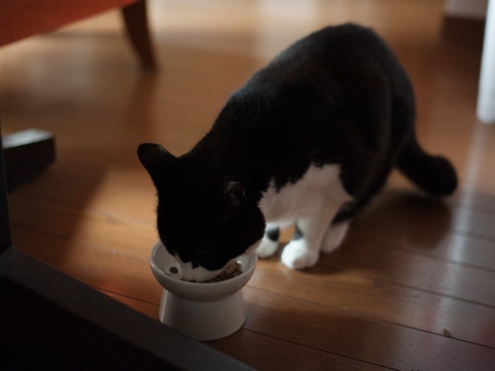 「天気がよいと食欲もでる」(小林写函撮影)