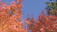 「秋が短くなっている?」「空が高く感じるのはなぜ?」気象台に聞いてみた 香川【みんなのハテナ】
