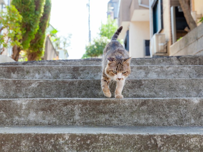 いつものコース