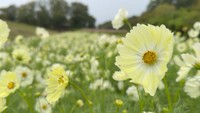 秋の花・コスモスが見頃 「花と一緒に映える」メイクのポイントは 香川