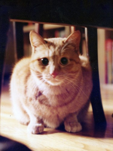 天久さんが前に飼っていた茶トラのめいちゃんの写真。父猫ラリーとともに長生きしたそうです(亜実さん提供)