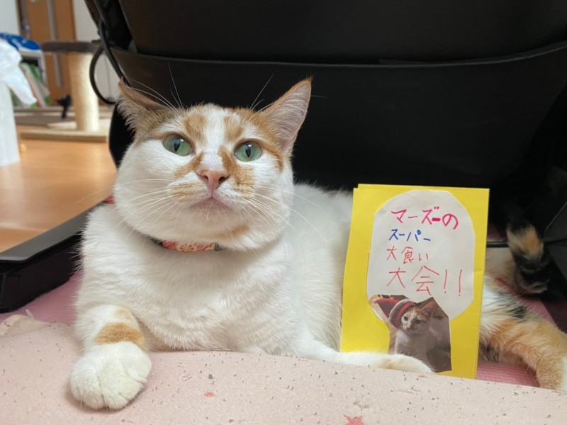 かいくんの新作。どんな内容?「たくさん食べる話かにゃと」(Aさん提供)