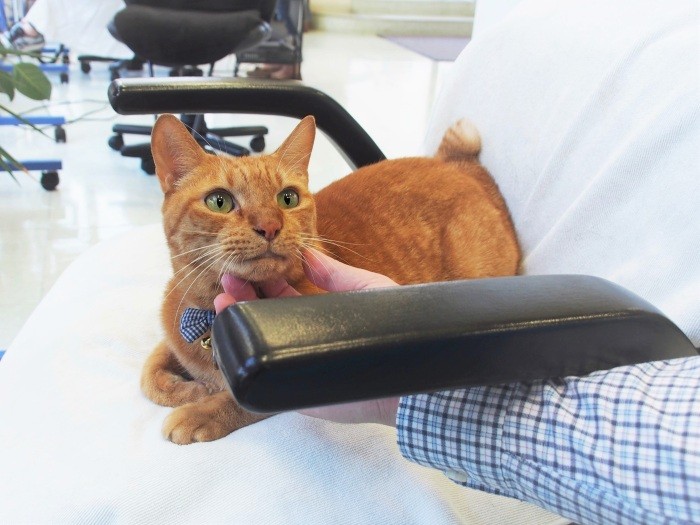 顔なじみの猫好き客の隣でかまってもらうトゥエルブ