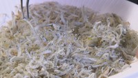 ”チリメンモンスター”を探そう 岡山市