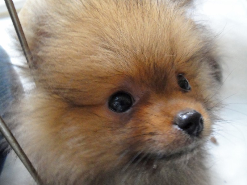 飼い主の努力でみんなが幸せに暮らせる