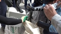 【速報】小豆島の「大型トカゲ」 27日午後に捕獲 KSB記者が発見 香川