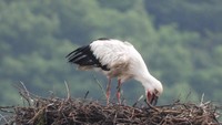 コウノトリのひなが誕生 県内で初めてふ化した2023年に続き2年連続 香川・まんのう町