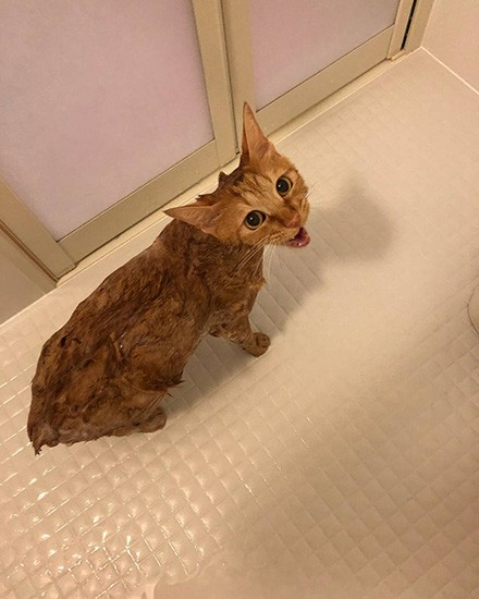 シャンプーは得意