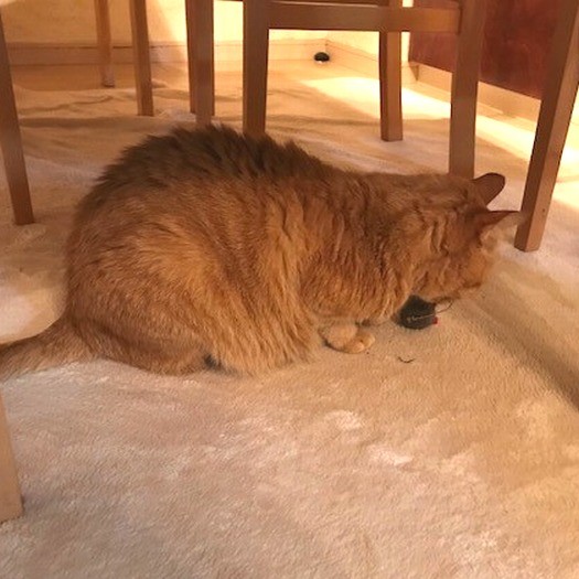 でも、捕まえてしまうと、カジカジするだけ