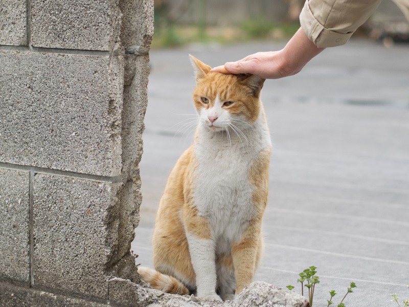 「みんななぜ頭をなでるんだろう?かゆくないよ」(小林写函撮影)