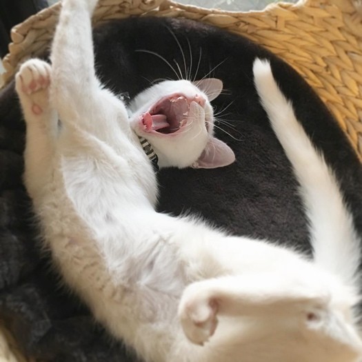 大あくびしてリラックス