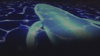 夜の観光地が幻想的な世界に…小豆島のエンジェルロードなどでプロジェクションマッピング 香川