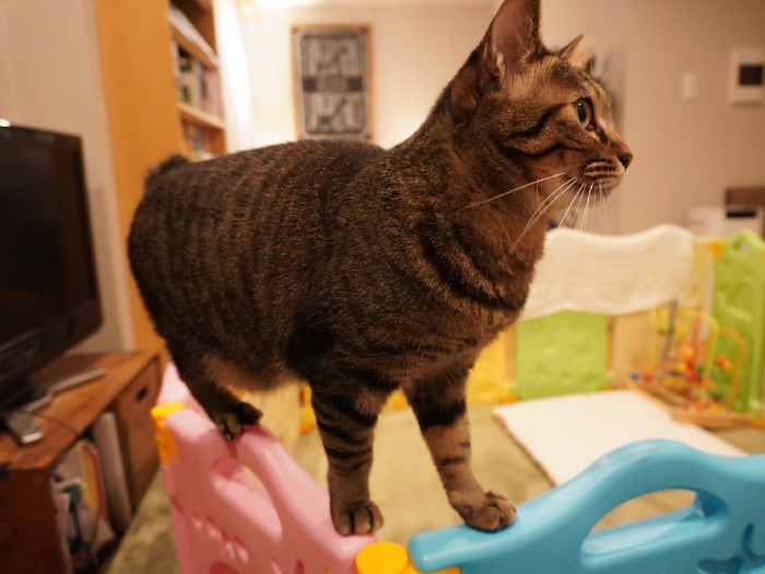 2021年夏。ベビーサークルの上をキャットウォーク(Shingo Suzukiさん提供)」