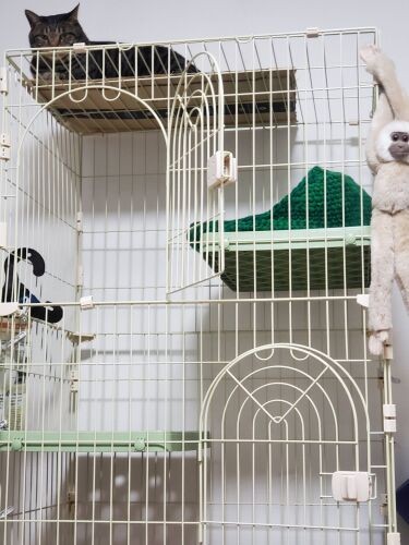 今回ちびは私の部屋に来ませんでしたが、ケージは出したままにしています。はっぴーの遊び場になっていますが、この時間が少しでも長くあってほしい……