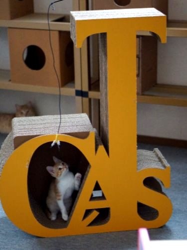 キャットタワー「CAT」で遊ぶこまち
(写真はすべてコンセプト提供)