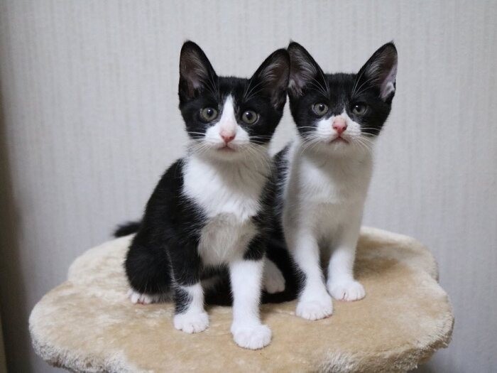 ハチワレの子猫たち