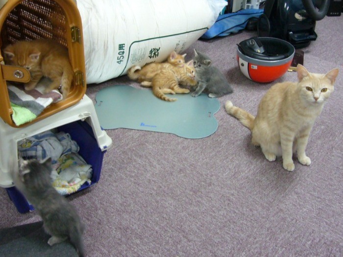 江戸川橋のオフィスで。ふたば(右)が子どもを生んで賑やかに(提供写真)