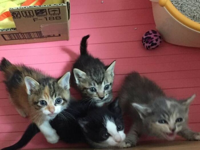 2017年保護時。きょうだいでいちばん小さく、育つかどうかわからなかったとボランティアさんにいわれていました。(左から2匹目のキジ猫がはっぴー)