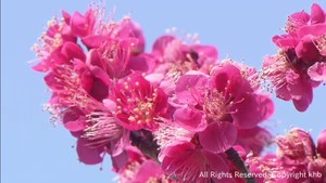 宮城県各地で季節外れの暖かさ 各地で早咲きの梅や桜が咲く