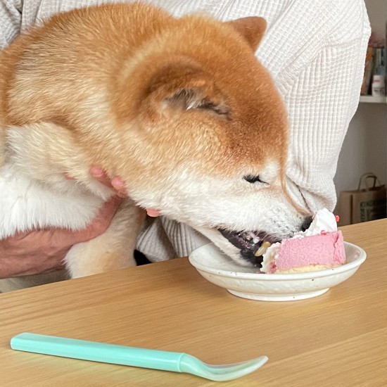 初ケーキにかぶりつく!