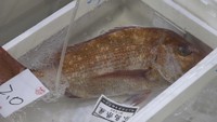 瀬戸内海産のタイやタコを次々と競り落とす 岡山中央卸売市場で初競り