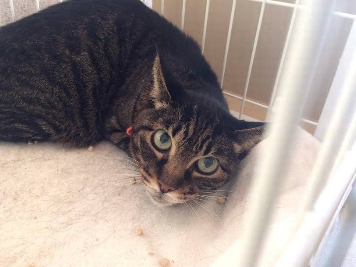 シェルターにやって来た猫。「サリー」と名付けた