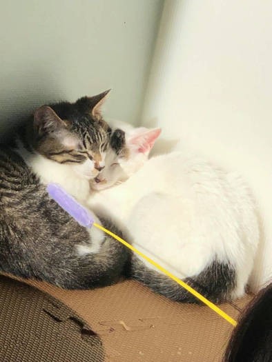 トライアル初日の風景。一緒で良かったね(飼い主さん提供)