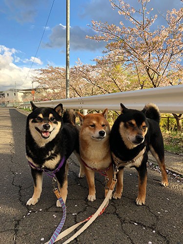 青空と桜と「ひなあおそら」。