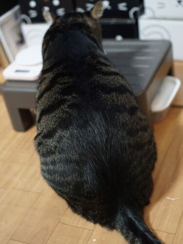 はっぴーは背中もころん(下半身が太くて、飼い主と同じ体形)。飼い主の意志が弱いとダイエットはうまくいかないそうです