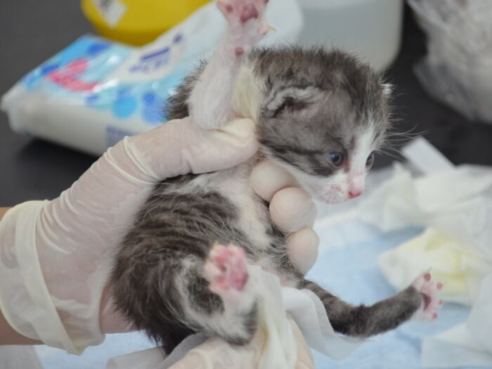 子猫をお世話する