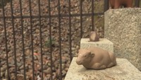 寅年にも「牛」に願いを 田倉牛神社で新年の大祭 岡山・備前市