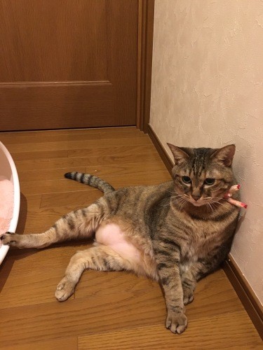 何か面白いことないかしら