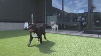 「愛犬と泊まれる宿」が金刀比羅宮の門前町にオープン 新型コロナの教訓生かし多様性のある宿に 香川・琴平町