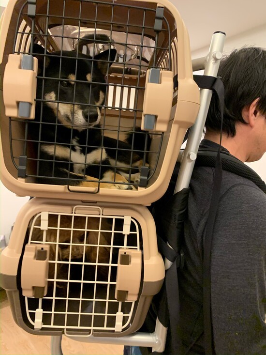 災害など何かあった時に慌てないようクレート移動にも日頃から慣らしている(お父さん提供)