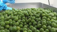 小豆島で「新漬けオリーブ」の袋詰め 10日に解禁 オリーブご飯にも 香川