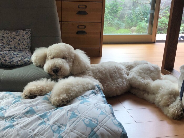 病院には週2回通っている2代目モリス。普段はハンドラー(看護師さん)の自宅で暮らす