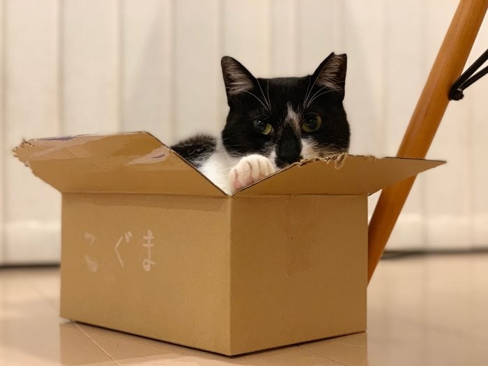こぐまカーはこぐまの安全テリトリー