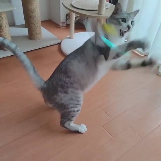 遊びに熱中する麦