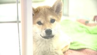 【解説】なぜ?新型コロナ禍で高騰する「子犬の販売価格」 その課題と懸念 岡山